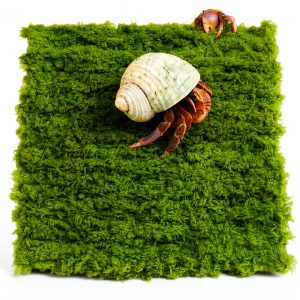 Hermit Crab Climbing Wall, 6 Inch Adjustable Hermit Crab Supplies for Hermit Crab Tank-0