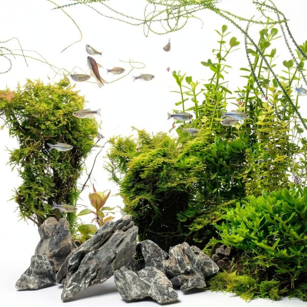 Seiryu Stone 12lb Natural Aquarium Rocks – Eorbow Terrarium Decor-6
