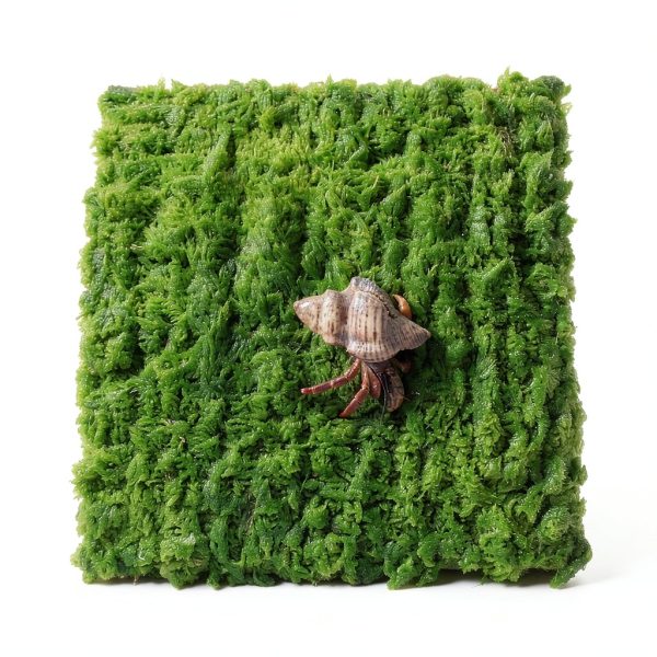 Hermit Crab Climbing Wall, 6 Inch Adjustable Hermit Crab Supplies for Hermit Crab Tank-4