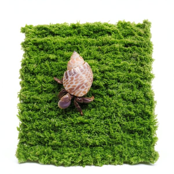 Hermit Crab Climbing Wall, 6 Inch Adjustable Hermit Crab Supplies for Hermit Crab Tank-1